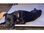 Adopt Sadie a Black Labrador Retriever / Mixed dog in Spring, TX (36436446)