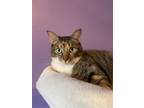 Adopt Mama Coco a Domestic Mediumhair / Mixed cat in San Antonio, TX (35977736)