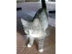 Adopt Whiskers - Courtesy Listing a Domestic Shorthair / Mixed cat in oakland