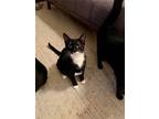 Adopt JANICE & MARCEL (BONDED PAIR) a Black & White or Tuxedo Domestic Shorthair