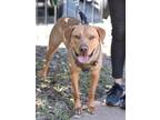 Adopt Hercules a Tan/Yellow/Fawn Labrador Retriever / Mixed dog in CARISLE
