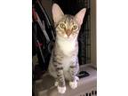 Adopt Berry a Brown Tabby Domestic Shorthair / Mixed (short coat) cat in Olive