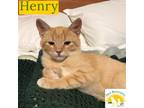 Adopt Henry a Orange or Red Domestic Shorthair / Mixed (short coat) cat in Olive
