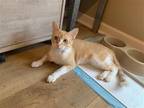 Adopt Stella a Orange or Red (Mostly) British Shorthair / Mixed (short coat) cat
