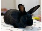 Adopt DOC HOLLIDAY a Black Other/Unknown / Mixed (medium coat) rabbit in Olive