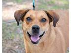 Adopt Zena a Tan/Yellow/Fawn Labrador Retriever / Mixed dog in Olive Branch