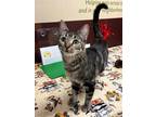 Adopt Minnie a Gray, Blue or Silver Tabby British Shorthair / Mixed (short coat)