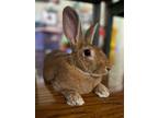 Adopt CHESTNUT a Tan Other/Unknown / Mixed (short coat) rabbit in Olive Branch