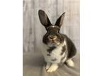 Adopt POGO a Multi Other/Unknown / Mixed (short coat) rabbit in Olive Branch