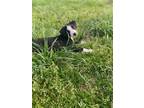 Adopt Skye a Black - with White Pit Bull Terrier / Labrador Retriever / Mixed