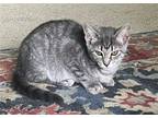 Adopt Pawla a Gray, Blue or Silver Tabby Domestic Shorthair / Mixed (short coat)
