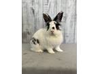 Adopt Presley a Multi Lionhead / Mixed (medium coat) rabbit in Olive Branch