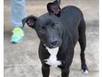 Adopt Ace a Black - with White Labrador Retriever / Mixed dog in Harrisburg