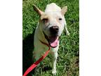 Adopt Mason a White - with Tan, Yellow or Fawn Australian Cattle Dog / Pit Bull