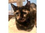 Adopt ROSALINA a Tortoiseshell Domestic Shorthair / Mixed (short coat) cat in
