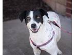 Adopt Sammie a White Dalmatian / Labrador Retriever / Mixed dog in Branford