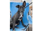 Adopt Syndie a Black - with White Carolina Dog / Labrador Retriever / Mixed dog