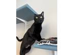 Adopt Orchid a Domestic Short Hair