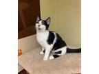 Adopt Cowboy a Black & White or Tuxedo British Shorthair / Mixed (short coat)