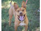 Adopt Hollie a Tan/Yellow/Fawn Carolina Dog / Australian Cattle Dog / Mixed dog