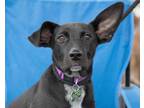 Adopt Syndie a Black - with White Carolina Dog / Labrador Retriever / Mixed dog