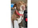Adopt Mocha VA a Brown/Chocolate - with White Labrador Retriever / Mixed dog in