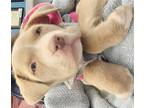Adopt Precious a Tan/Yellow/Fawn American Staffordshire Terrier / Mixed dog in