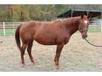 Adopt DELTA a Quarterhorse