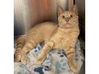 Adopt Delano a Domestic Short Hair