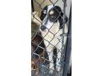 Adopt Lola a Great Pyrenees, Border Collie