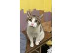 Adopt Mama Mia a Tabby