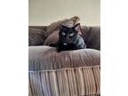 Adopt 'Cat' COURTESY POST a Black (Mostly) Domestic Shorthair / Mixed (short