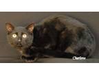 Adopt Aliyah a Domestic Short Hair