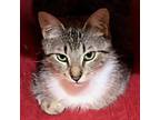 Adopt Namaste a Gray or Blue (Mostly) Domestic Shorthair / Mixed (short coat)