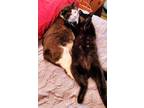 Adopt Oreo B & Spicy a Black & White or Tuxedo Domestic Shorthair / Mixed (short