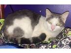 Adopt Gumby a Gray or Blue (Mostly) Domestic Shorthair / Mixed (short coat) cat