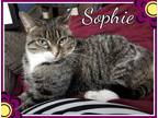 Adopt Sophie - ADOPT FEE PAID! a Domestic Short Hair