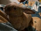 Adopt Fiadh a Tan Lop, Holland / Mixed rabbit in Westford, MA (37558093)