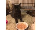 Adopt Charolette a All Black Domestic Mediumhair / Mixed (medium coat) cat in