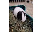 Adopt Kim (fostered in Omaha) a Guinea Pig