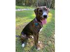 Adopt Rum a Brindle Hound (Unknown Type) / Beagle dog in Youngsville