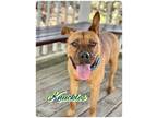 Adopt Knuckles a Mixed Breed (Medium) / Mixed dog in Ocala, FL (37565489)