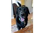 Adopt Kersey a Black Labrador Retriever / Mixed dog in Broomfield, CO (31139096)