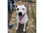 Adopt Hawaii a White Terrier (Unknown Type, Medium) / Mixed dog in Elmsford