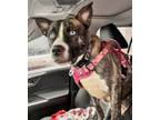 Adopt XP Valkyrie (Kyrie) - NJ a Pit Bull Terrier, Husky