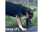Adopt Athena a German Shepherd Dog