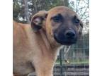 Adopt Ashima a German Shepherd Dog