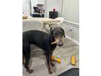 Adopt Baby a Doberman Pinscher