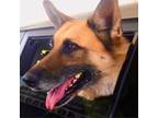 Adopt Helga EB a Tan/Yellow/Fawn German Shepherd Dog / Mixed dog in St Louis