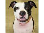 Adopt Molly JE* a Black Pit Bull Terrier / Mixed dog in St Louis, MO (35325050)